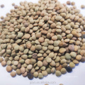 2021 new crop Chinese dry green lentils